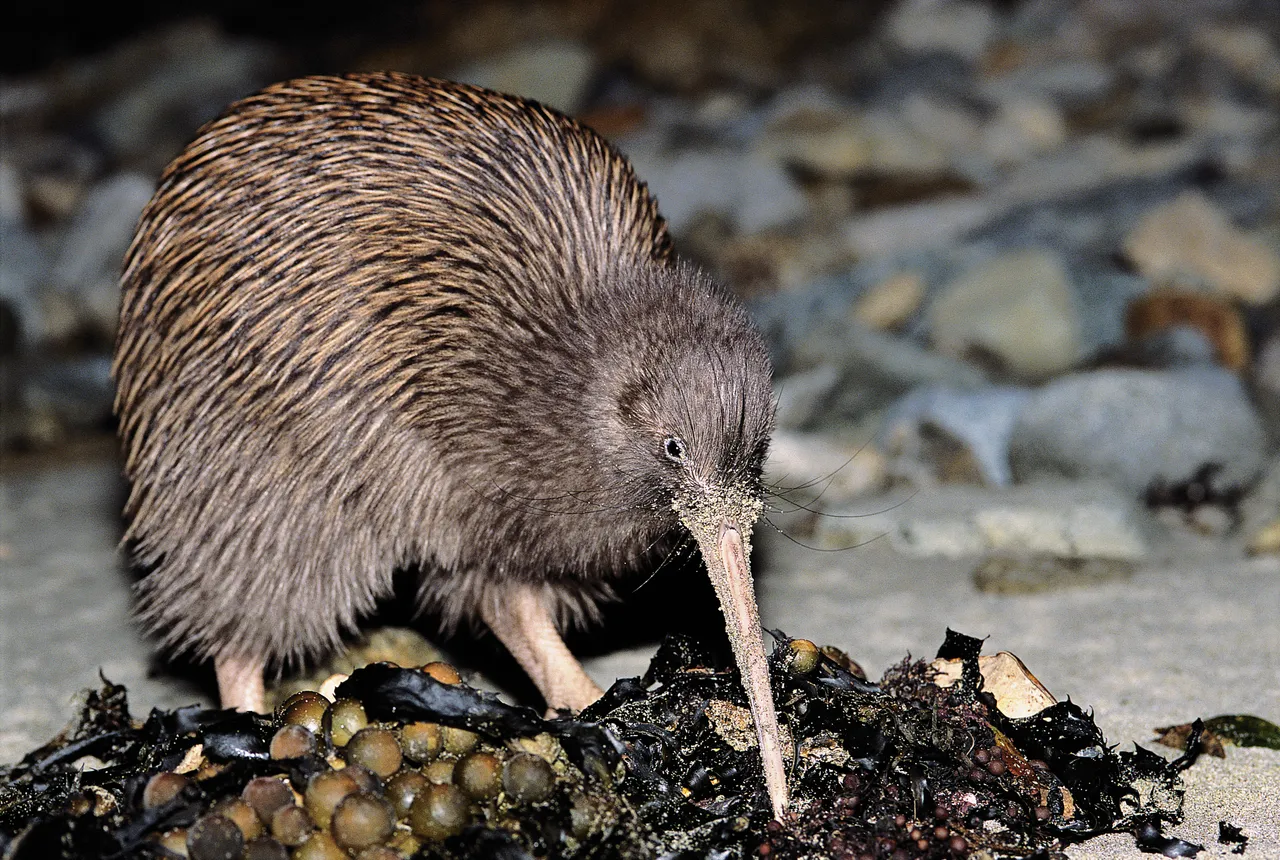 448145-kiwi-stewart-island-southland-new-zealand-credit-great-south-7-web-optimised-1280px-webp