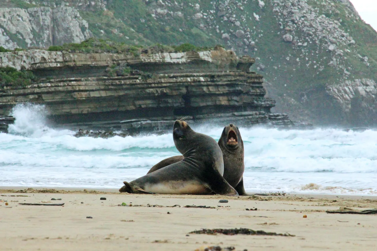449440-sea-lions-at-purakaunui-bay-southland-new-zealand-credit-great-south-1-web-optimised-1280px-webp