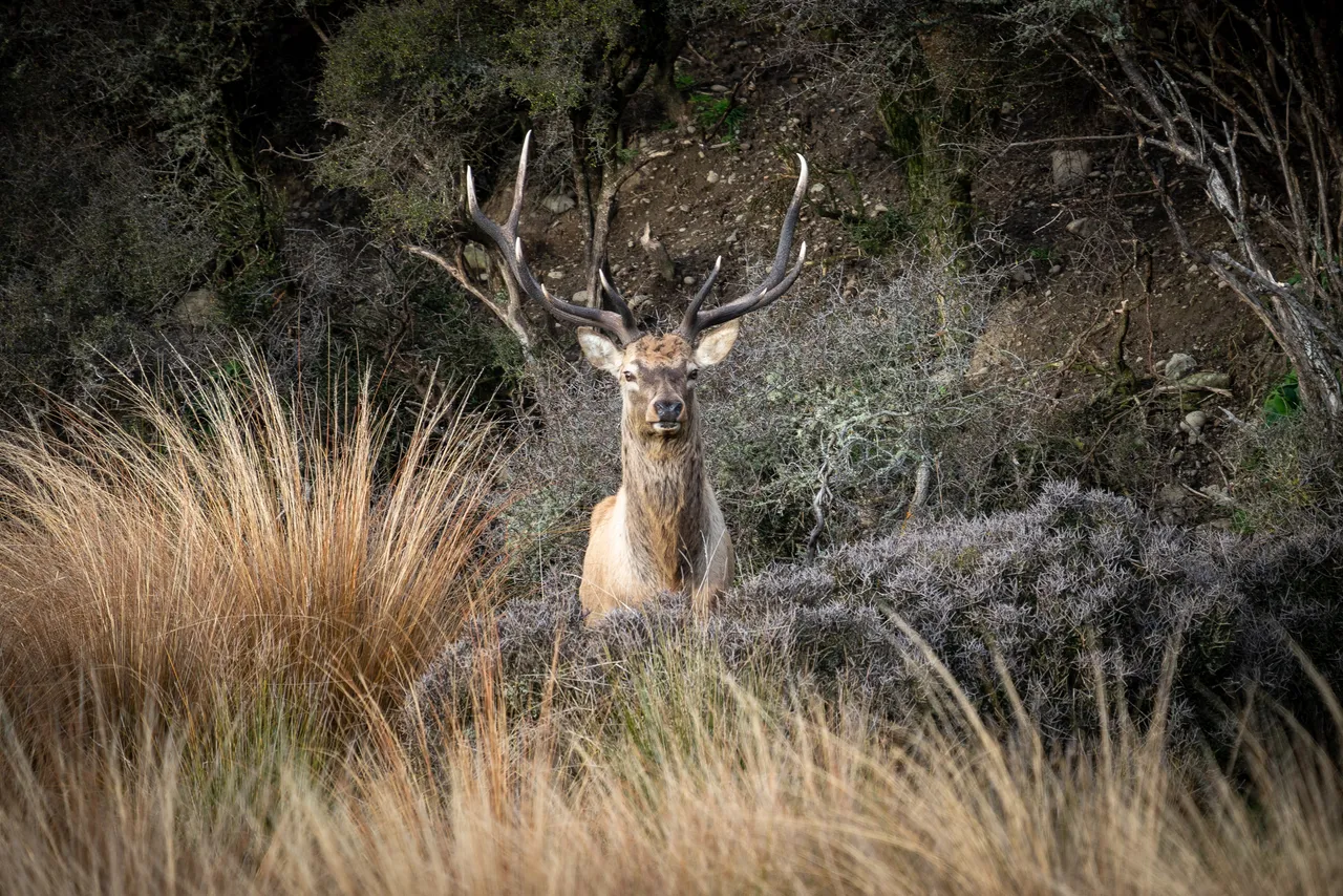 451499-fiordland-big-3-2021-southland-new-zealand-credit-great-south-2-web-optimised-1280px-webp