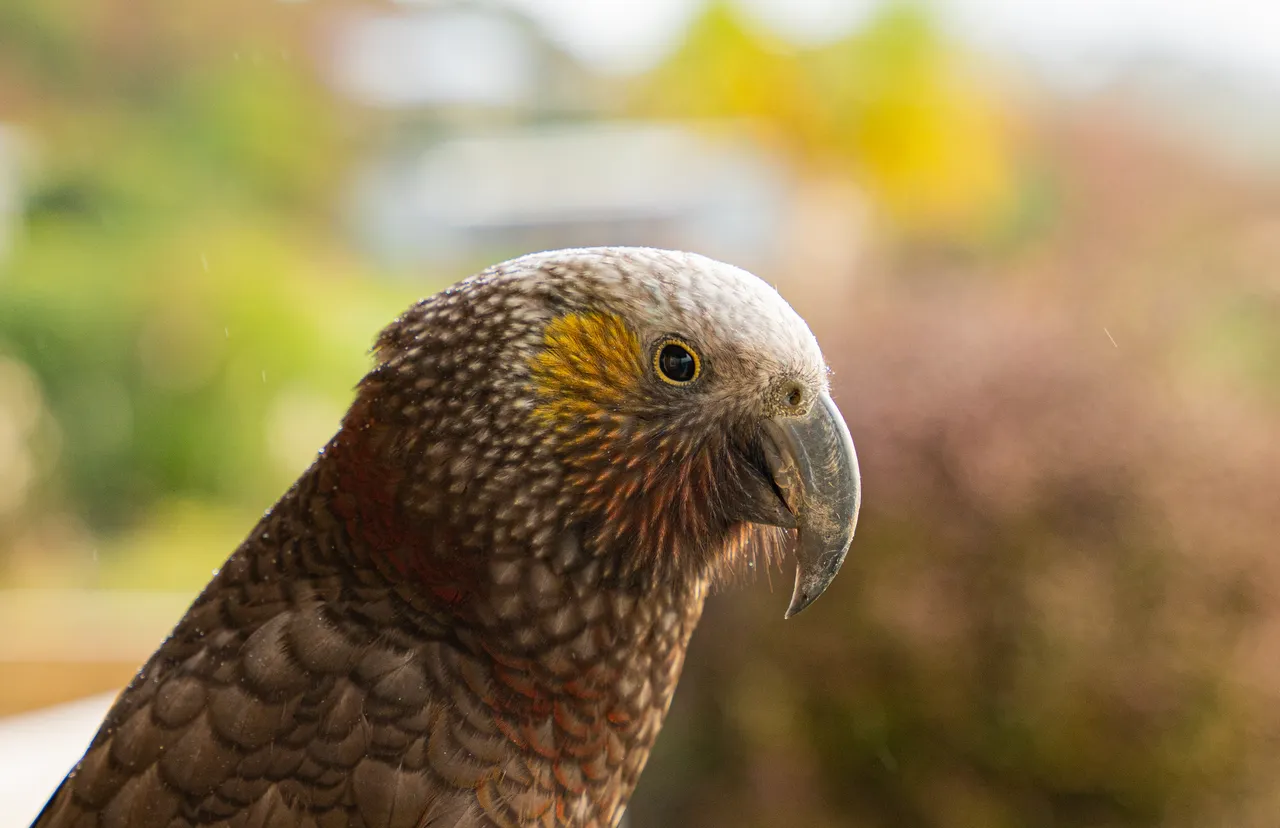 453028-kaka-southland-new-zealand-credit-tourism-new-zealand-1-web-optimised-1280px-webp
